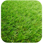 1 - Chemigrass – Premium Artificial Grass for Homes & Businesses